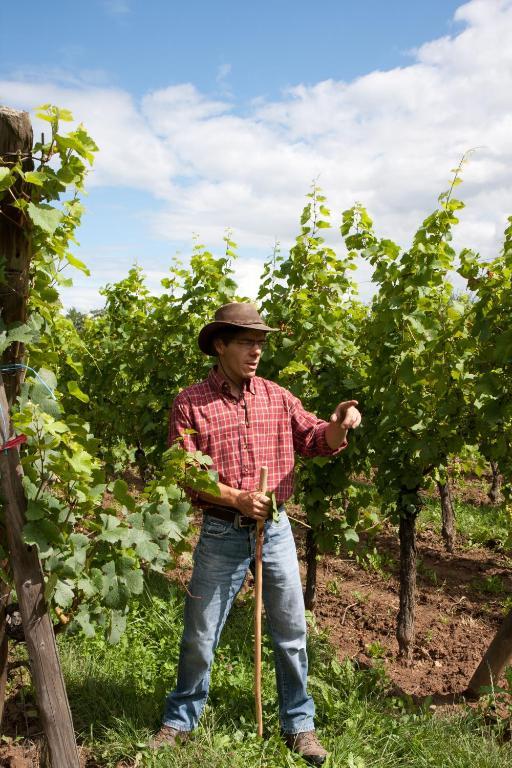 Gites Le Tokay Et Le Muscat Gertwiller Εξωτερικό φωτογραφία